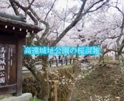 高遠城址公園　桜　混雑